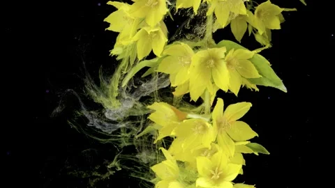 Vivid floral patterns cascading over verdant leafy backgrounds with dynamic text Stock Footage 334707997