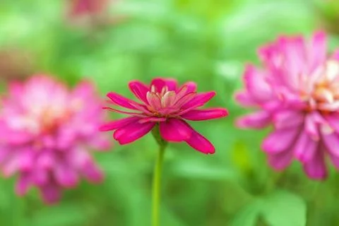 Vivid flower background Stock Photos