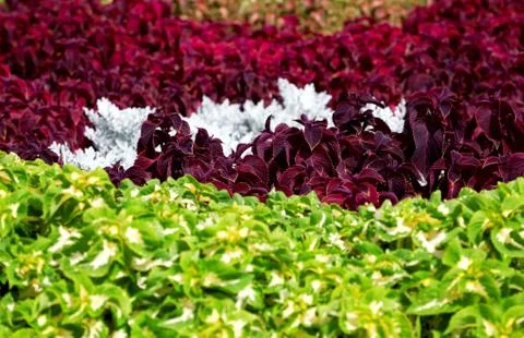 Vivid Flower Bed Foto stock