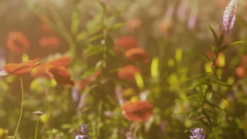 Vivid flowers bloom in the field during a sunny afternoon in spring Stock Footage 345057649