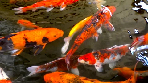 Vivid giant goldfish Stock Footage 68754071