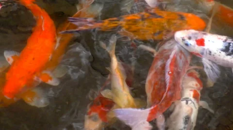 Vivid giant goldfish Stock-Footage 68754528