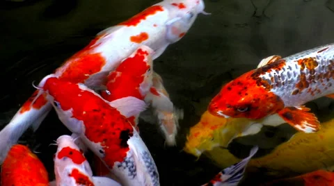 Vivid giant goldfish Stock-Footage 68754704