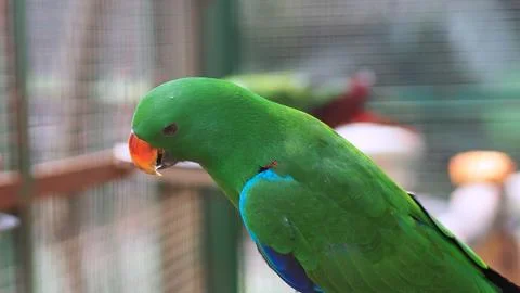 Vivid Green Eclectus Parrot in a Captive Aviary Environment Stockfoto's