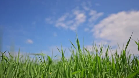 Vivid green field under clear blue sky, calm nature in cinematic slow motion. Stock Footage 307614175