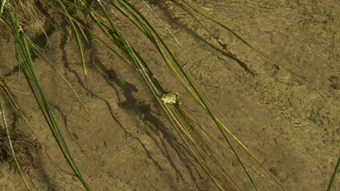 Vivid green frog sitting on grass in a stream Stock-Footage 100348685