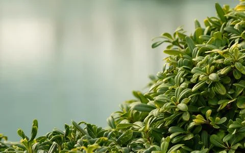 Vivid green leaf, creative to use as a blur background. for typing text Stock Photos
