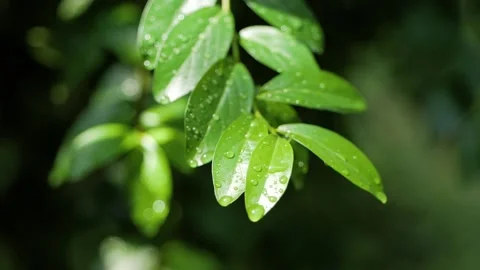 A vivid green leaf in macro close up with water droplets after the rain. Stock Footage 105194718