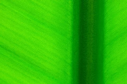 Vivid green leaf macro Stock Photos