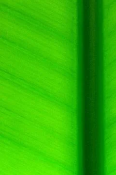 Vivid green leaf Stock Photos