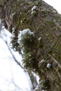 Vivid green moss Stock Photos