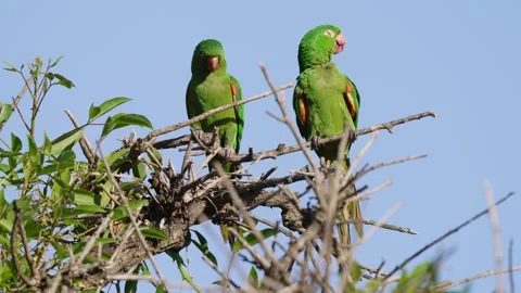 Vivid Green Parakeets Resting on Branches in Sunny Habitat Video stock 337226337