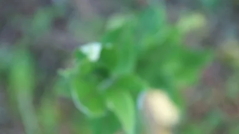 Vivid Green Plant Close-up Stock Footage