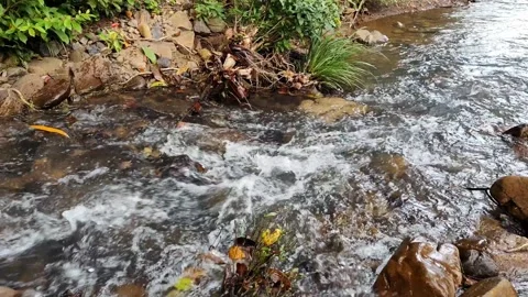 Vivid Green Rainforest River - Stable Tripod Fixed Shot Stock Footage 327627948