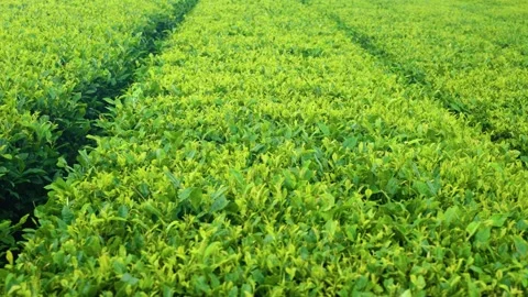 Vivid green tea field rows stretch across hillside plantation in Jeju South Stock Footage 342968078