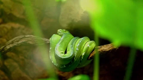 Vivid green tree snake in a terrarium curled up on a branch at the Berlin zoo Stockbeeldmateriaal 335900544