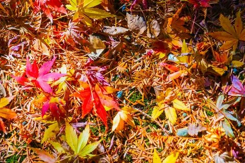 Vivid image of autumn leaves Stock Photos