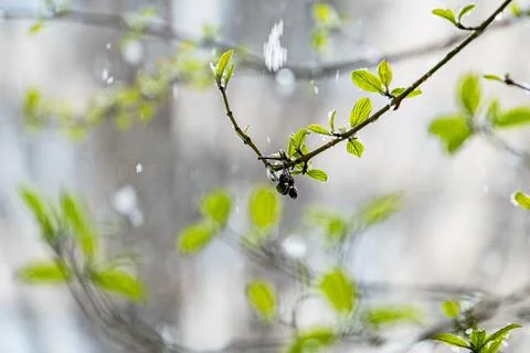 A vivid image of budding green leaves, scattered water droplets, and a soft.. Stock Photos