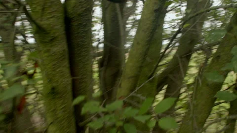 Vivid image of lush trees with lichened bark and leafy surroundings Stock Footage 325072375