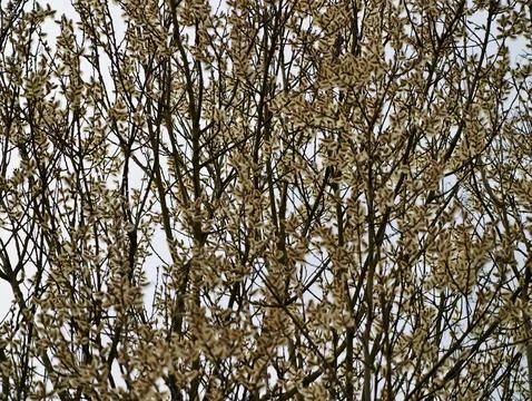 Vivid Image Of Tree Branches In Early Spring Highlighting Complex Twig Netw.. 库存照片