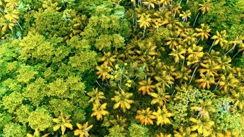 Vivid landscape drone view of exotic wild forest in Dominican Republic. Stock Footage 314703868