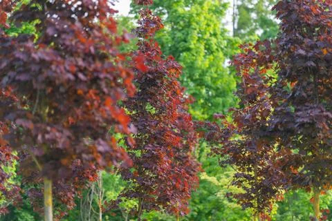Vivid leafy pattern. Symmetrical burgundy leaves create soothing rhythmic v.. Stock Photos
