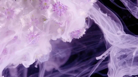 Vivid macro capture highlights fluid motion of white hydrangea petals  Stock Footage 334758584