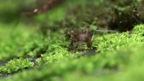 Vivid Macro Shot of Ants Working on Green Moss Stock Footage 320614374
