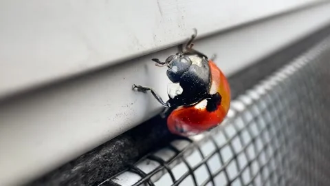 A vivid macro shot of a ladybug clinging to a surface, showcasing its iconic red Video stock 318901435