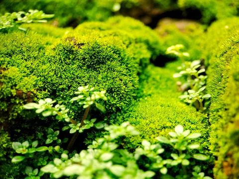 A vivid macro view showcasing lush green moss and small leaves, illustratin.. Stock Photos