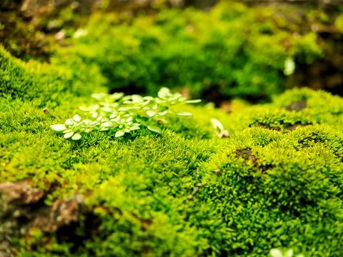 A vivid macro view showcasing lush green moss and small leaves, illustratin.. Stock Photos