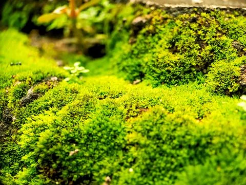 A vivid macro view showcasing lush green moss and small leaves, illustratin.. Stock Photos