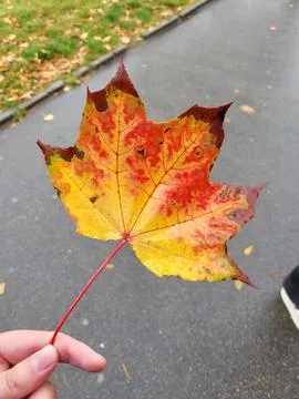 Vivid maple leaf with bright red edge close up Фото