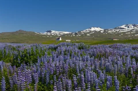 Vivid meadow Foto stock