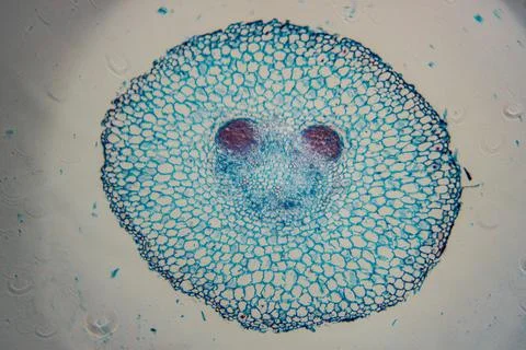 A vivid microscopic image of a cross-section of a stained. Stock Photos