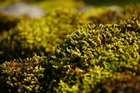 Vivid moss macro 写真素材