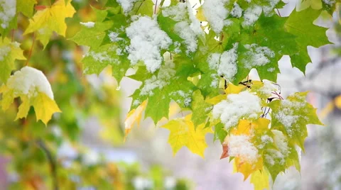 Vivid nature scene with closeup of maple leaves in first snow fall Stock Footage 55817582