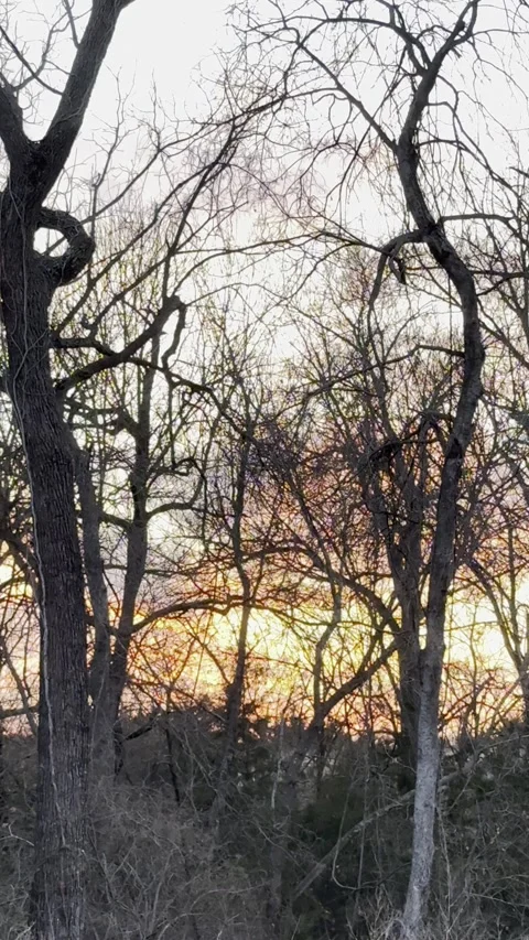 Vivid Orange Sunset Glowing Through Bare Winter Trees Видео 344716990