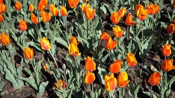 Vivid orange tulips on a meadow at spring sunny day Stock Footage 86028045