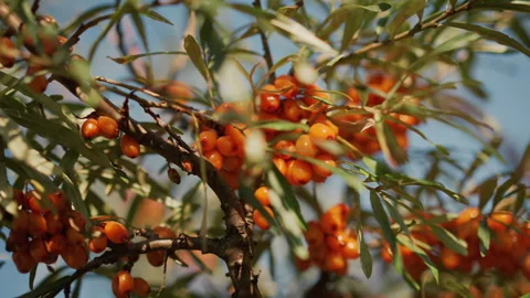 Vivid orchard with orange clusters, Bright berry patches under sunlit sky 스톡 동영상 324875182