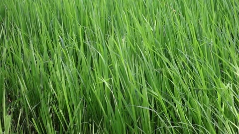 Vivid paddy leaves texture: fresh rice plants sway in the wind on a sunny farm. Stock Footage 320588123