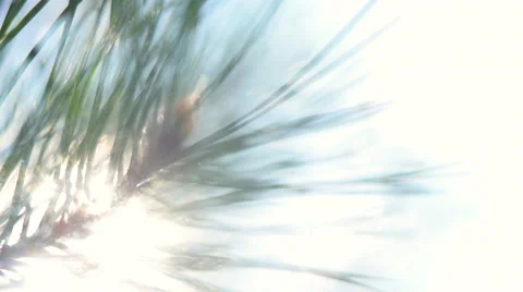 Vivid panoramic view of forest scene with play of sun through pine branch. Vidéo 54073242