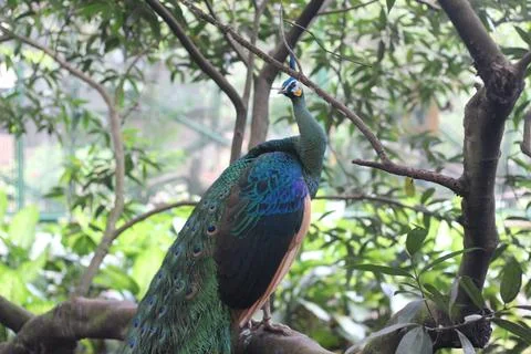 Vivid peacock perched on a tree branch with vibrant blue and green plumage am Stock Photos