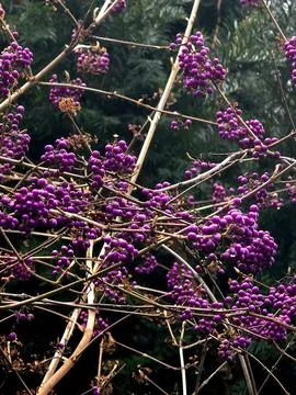 Vivid purple berry clusters Stock Photos