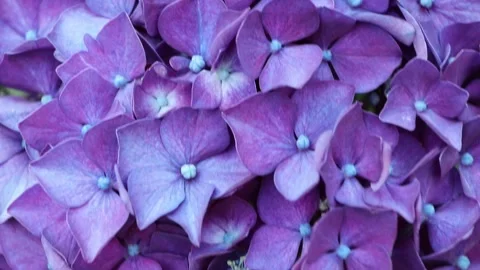 Vivid purple blue bigleaf hydrangea blossoms in stunning macro close up Stock-Footage 340127524