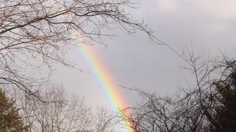 Vivid Rainbow Cutting Through Sky Behind Branches Stock Footage 231363249