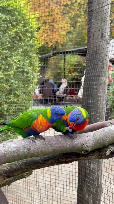 Vivid rainbow lorikeet on tree branch, Structured wildlife snapshot capturing Stock Footage 327079446