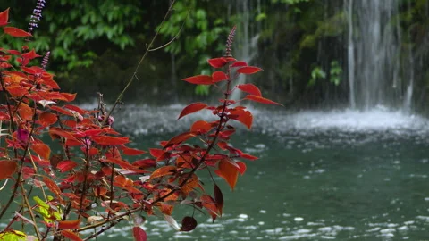 Vivid Rainforest Scene Featuring Gentle Waterfall And Calming Atmosphere Stock-Footage 332734995