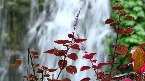 Vivid Rainforest Scene Featuring Gentle Waterfall And Calming Atmosphere 스톡 동영상 332735426