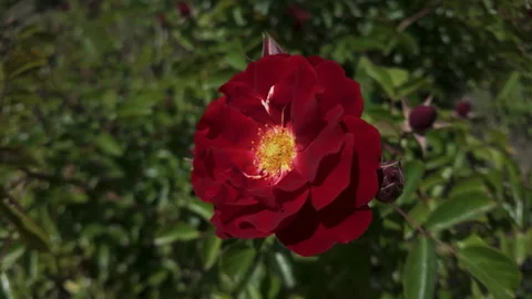 Vivid red Alpine rose Mountain rose (Rosa pendulina) sway in breeze, close-up Vídeo Stock 330272622
